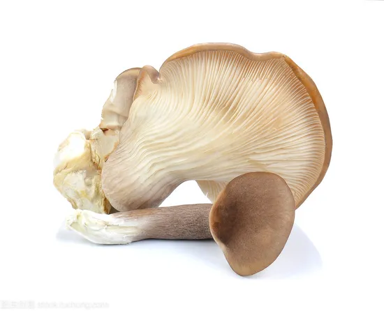Champignons conservés dans du So2, Champignons conservés en saumure, Champignons conservés au vinaigre, Champignons en saumure, Shiitake en saumure, Ail en saumure, Shimeji en saumure, Nameko en saumure